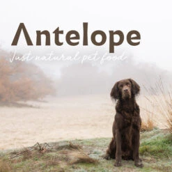 Antelope Fresh Adult Hundefutter -Hochwertiges Geschäft Für Heimtierbedarf antelope fresh adult hondenvoer 217764 0500 none