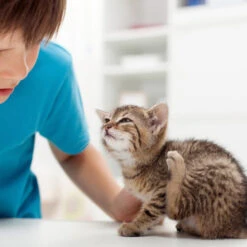 Beaphar Fiprotec Spray -Hochwertiges Geschäft Für Heimtierbedarf beaphar fiprotec spray 213596 0500 none