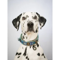 DWAM Halsband Boho Juan -Hochwertiges Geschäft Für Heimtierbedarf dwam halsband boho juan 132080 0500 none