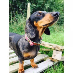 DWAM Halsband Boho Rosa -Hochwertiges Geschäft Für Heimtierbedarf dwam halsband boho rosa 132071 0500 none