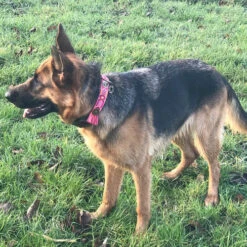 DWAM Halsband Boho Rosa -Hochwertiges Geschäft Für Heimtierbedarf dwam halsband boho rosa 133652 0500 none