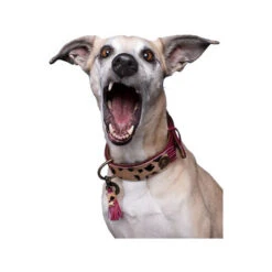 DWAM Halsband Lou Lou 6 DWAM Halsband Lou Lou -Hochwertiges Geschäft Für Heimtierbedarf dwam halsband lou lou 182182 0500 none