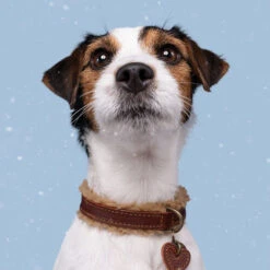 DWAM Halsband Teddy -Hochwertiges Geschäft Für Heimtierbedarf dwam halsband teddy 189220 0500 none