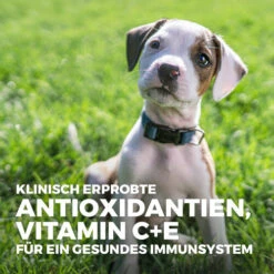 Hill's Science Plan - Medium Puppy -Hochwertiges Geschäft Für Heimtierbedarf hills science plan puppy medium lam rijst 218480 0500 none