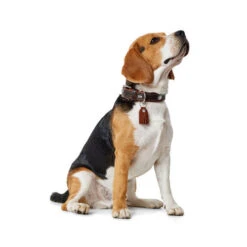 Hunter Halsband Cody 5 Hunter Halsband Cody -Hochwertiges Geschäft Für Heimtierbedarf hunter halsband cody 116499 0500 none