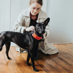 Hunter Halsband Divo -Hochwertiges Geschäft Für Heimtierbedarf hunter halsband divo 208013 0500 none