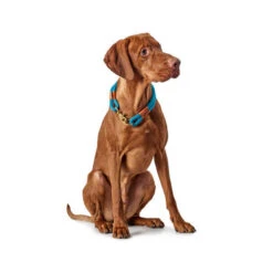 Hunter Halsband Oss -Hochwertiges Geschäft Für Heimtierbedarf hunter halsband oss 116343 0500 none