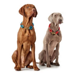 Hunter Halsband Oss -Hochwertiges Geschäft Für Heimtierbedarf hunter halsband oss 146099 0500 none