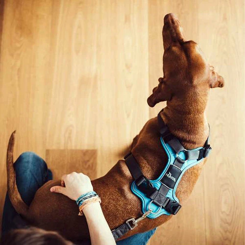 Hunter Geschirr Divo Dunkelblau/Grau 6 Hunter Geschirr Divo Dunkelblau/Grau – Bild 6