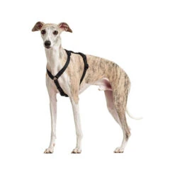 Hunter Vario Rapid Sicherheitsgeschirr - Schwarz -Hochwertiges Geschäft Für Heimtierbedarf hunter vario rapid veiligheidsharnas zwart 169507 0500 none