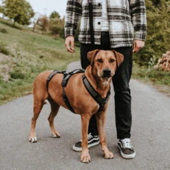 Hunter Sicherheitsgeschirr Maldon 29 Hunter Sicherheitsgeschirr Maldon -Hochwertiges Geschäft Für Heimtierbedarf hunter veiligheidsharnas maldon 221547 0500 none