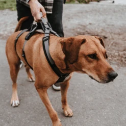 Hunter Sicherheitsgeschirr Maldon 23 Hunter Sicherheitsgeschirr Maldon -Hochwertiges Geschäft Für Heimtierbedarf hunter veiligheidsharnas maldon 221553 0500 none