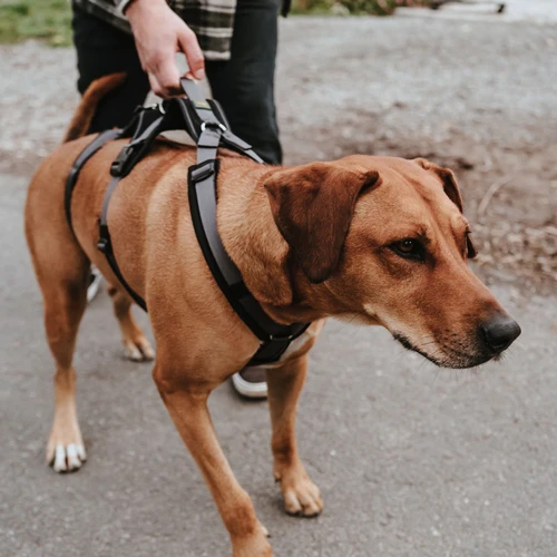 Hunter Sicherheitsgeschirr Maldon 9 Hunter Sicherheitsgeschirr Maldon – Bild 9