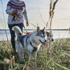 Hurtta - Geschirr Weekend Warrior Winter - Bilberry -Hochwertiges Geschäft Für Heimtierbedarf hurtta weekend warrior winter harnas bilberry 216605 0500 none