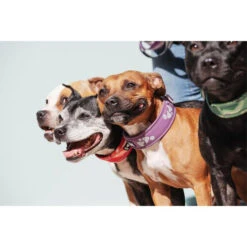 Hurtta Weekend Warrior Halsband -Hochwertiges Geschäft Für Heimtierbedarf hurtta weekend warrior collar 189084 0500 none