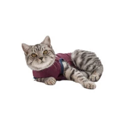 Jacketz Medical Body Suit Für Katzen -Hochwertiges Geschäft Für Heimtierbedarf jacketz medical body suit kat 154147 0500 none