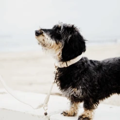 Kentucky Dogwear Hundehalsband Wool -Hochwertiges Geschäft Für Heimtierbedarf kentucky dogwear hondenhalsband wool 219704 0500 none