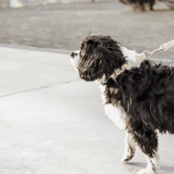 Kentucky Dogwear Hundeleine Wool 23 Kentucky Dogwear Hundeleine Wool -Hochwertiges Geschäft Für Heimtierbedarf kentucky dogwear hondenlijn wool 219683 0500 none