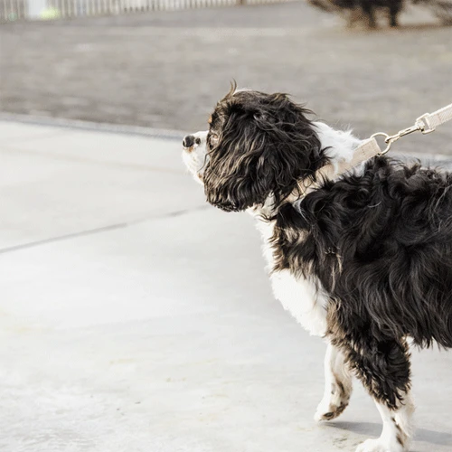 Kentucky Dogwear Hundeleine Wool 10 Kentucky Dogwear Hundeleine Wool – Bild 10