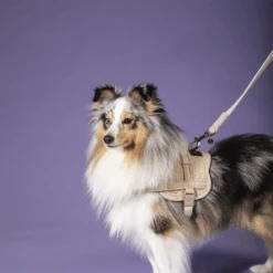 Kentucky Dogwear Hundeleine Wool 16 Kentucky Dogwear Hundeleine Wool -Hochwertiges Geschäft Für Heimtierbedarf kentucky dogwear hondenlijn wool 219684 0500 none