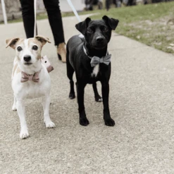 Kentucky Dogwear Fliege Samt -Hochwertiges Geschäft Für Heimtierbedarf kentucky dogwear hondenstrikje velvet 219174 0500 none