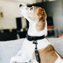 Kentucky Dogwear Soft Rubber Hundehalsband -Hochwertiges Geschäft Für Heimtierbedarf kentucky dogwear soft rubber hondenhalsband 219264 0500 none