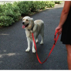 KONG Adjustable Leash -Hochwertiges Geschäft Für Heimtierbedarf kong adjustable leash zwart 176938 0500 none