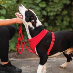 KONG Comfort Harness -Hochwertiges Geschäft Für Heimtierbedarf kong comfort harness zwart 178771 0500 none