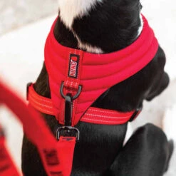 KONG Comfort Harness -Hochwertiges Geschäft Für Heimtierbedarf kong comfort harness zwart 178774 0500 none