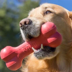 KONG Goodie Bone -Hochwertiges Geschäft Für Heimtierbedarf kong goodie bone 194186 0500 none