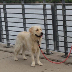 KONG Rope Leash - Schwarz -Hochwertiges Geschäft Für Heimtierbedarf kong rope leash 194549 0500 none