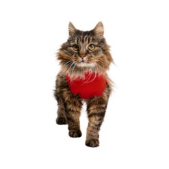 Medical Pet Shirt Katze -Hochwertiges Geschäft Für Heimtierbedarf medical pet shirt kat 167404 0500 none