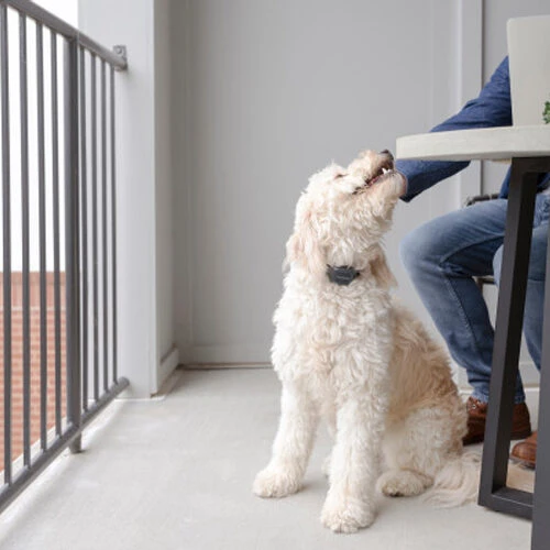 PetSafe Anti-Bell-Halsband 4 PetSafe Anti-Bell-Halsband – Bild 4