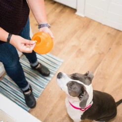 Planet Dog Orbee-Tuff Snoop -Hochwertiges Geschäft Für Heimtierbedarf planet dog orbee tuff snoop oranje 167041 0500 none