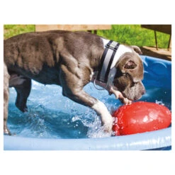 Jolly Egg -Hochwertiges Geschäft Für Heimtierbedarf product jolly egg none 4 1496839894 86968