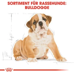 Royal Canin Bulldog Puppy - Hundefutter -Hochwertiges Geschäft Für Heimtierbedarf royal canin bulldog puppy hondenvoer 137812 0500 none