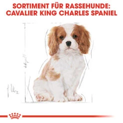 Royal Canin Cavalier King Charles Puppy - Hundefutter -Hochwertiges Geschäft Für Heimtierbedarf royal canin cavalier king charles puppy hondenvoer 137932 0500 none