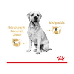 Royal Canin Labrador Retriever Adult Wet -Hochwertiges Geschäft Für Heimtierbedarf royal canin labrador retriever adult wet 165787 0500 none