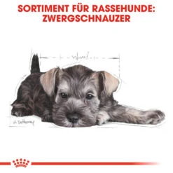 Royal Canin Mini Schnauzer Puppy - Hundefutter -Hochwertiges Geschäft Für Heimtierbedarf royal canin mini schnauzer puppy hondenvoer 140182 0500 none
