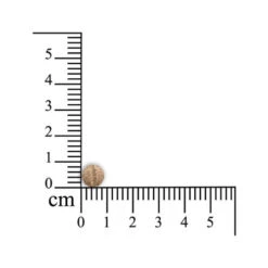 Sensipharm Sneeze Aid Katze -Hochwertiges Geschäft Für Heimtierbedarf sensipharm sneeze aid kat 174685 0500 none