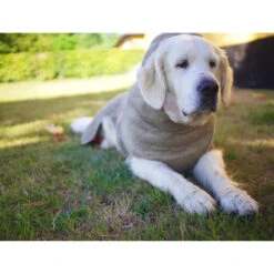 Siccaro WetDog SupremePro 10 Siccaro WetDog SupremePro -Hochwertiges Geschäft Für Heimtierbedarf siccaro wetdog supremepro 20 216998 0500 none