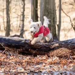 Trixie Regenjacke Vimy -Hochwertiges Geschäft Für Heimtierbedarf trixie regenjas vimy 204857 0500 none